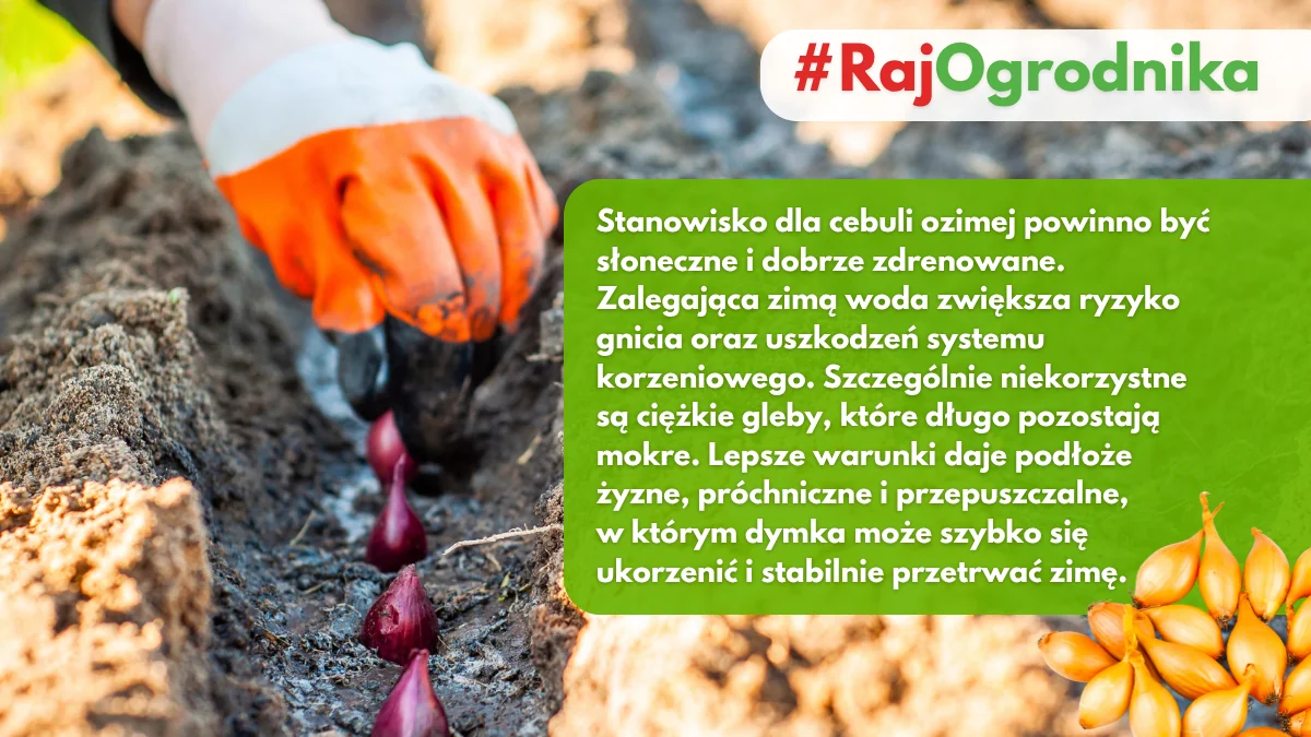 Najlepsze stanowisko do uprawy cebuli dymki ozimej w ogrodzie blog sklep rajogrodnika